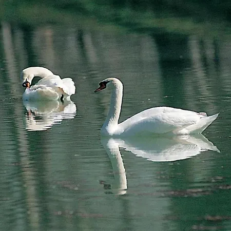 Appartement In Near And Islands *